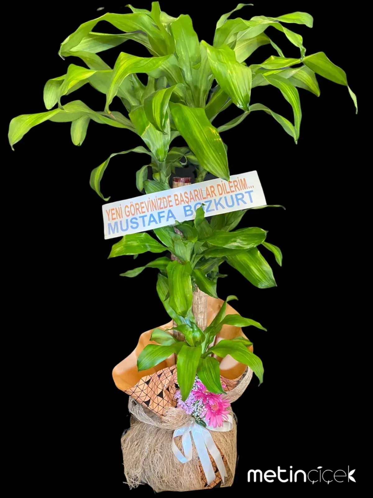 3'lü Massengena Çiçeği (Büyük Boy)