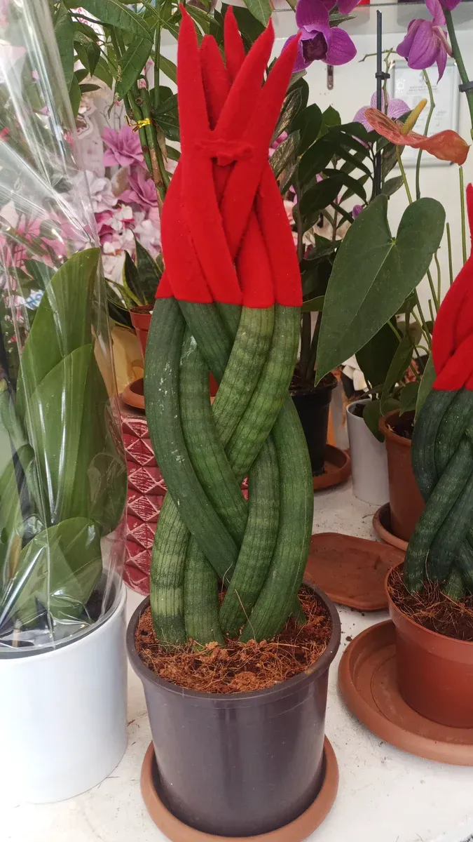 Sansevieria