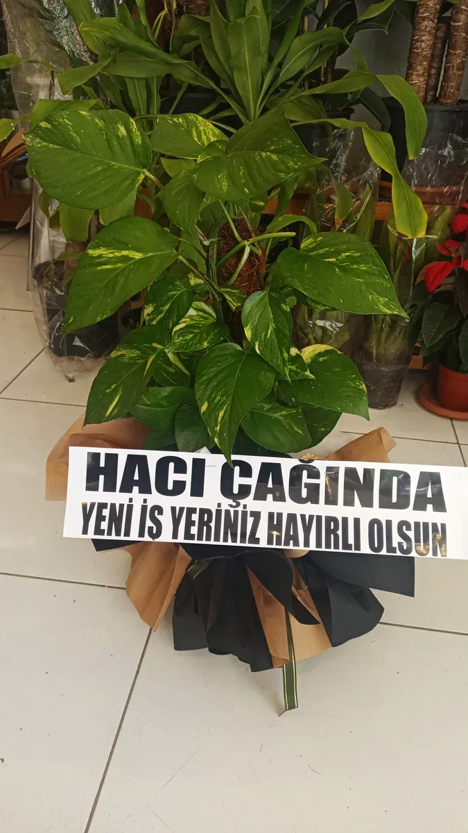 Sarmaşık
