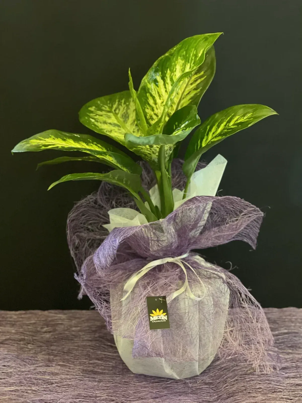 Tropic Snow Dieffenbachia Saksı Çiçeği